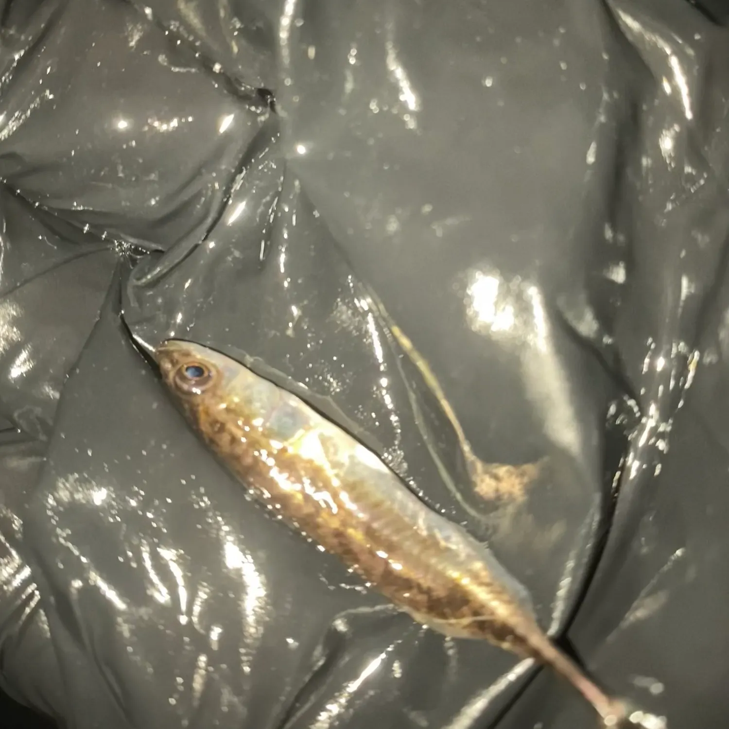 The most recent Atlantic silverside catches on Fishbrain