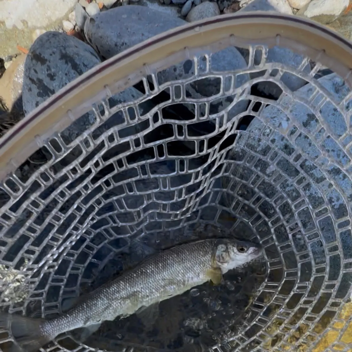 Mountain whitefish caught on Fishbrain
