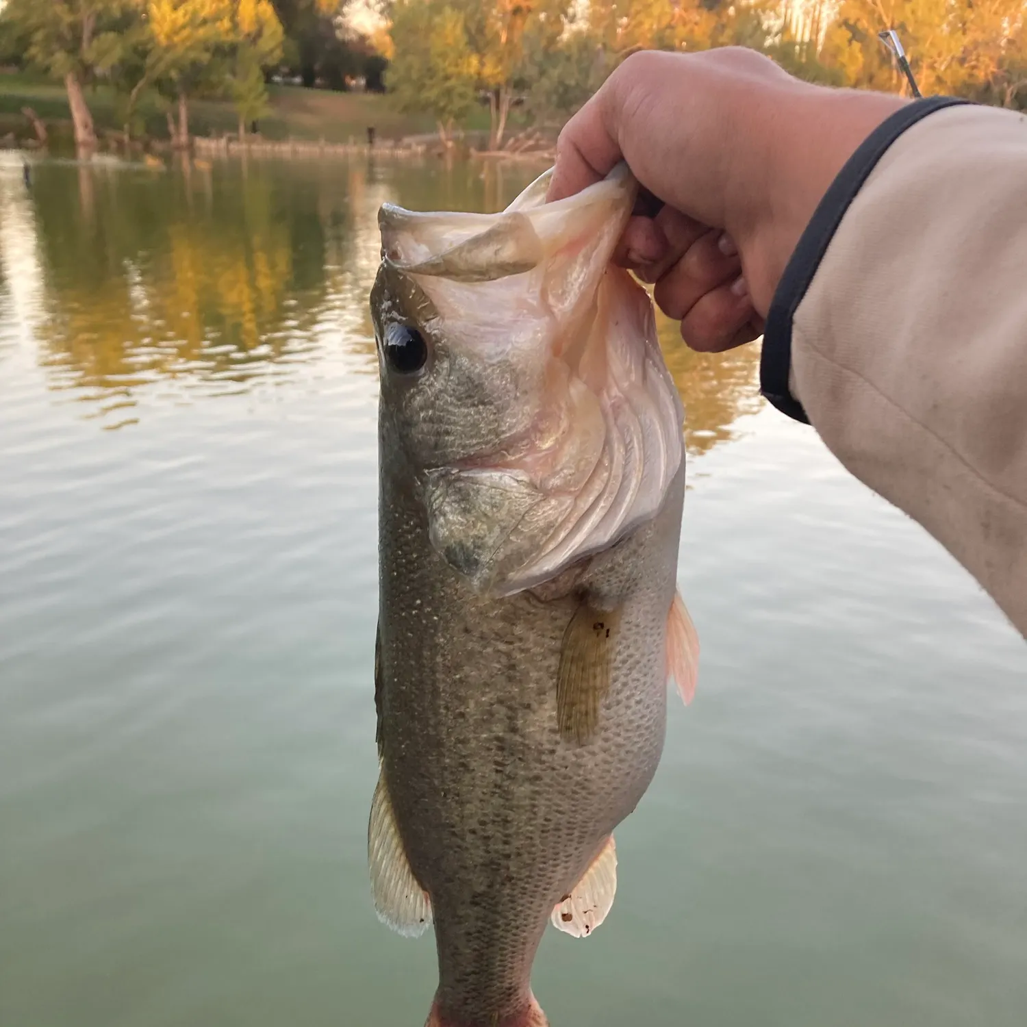 Largemouth bass caught on Fishbrain