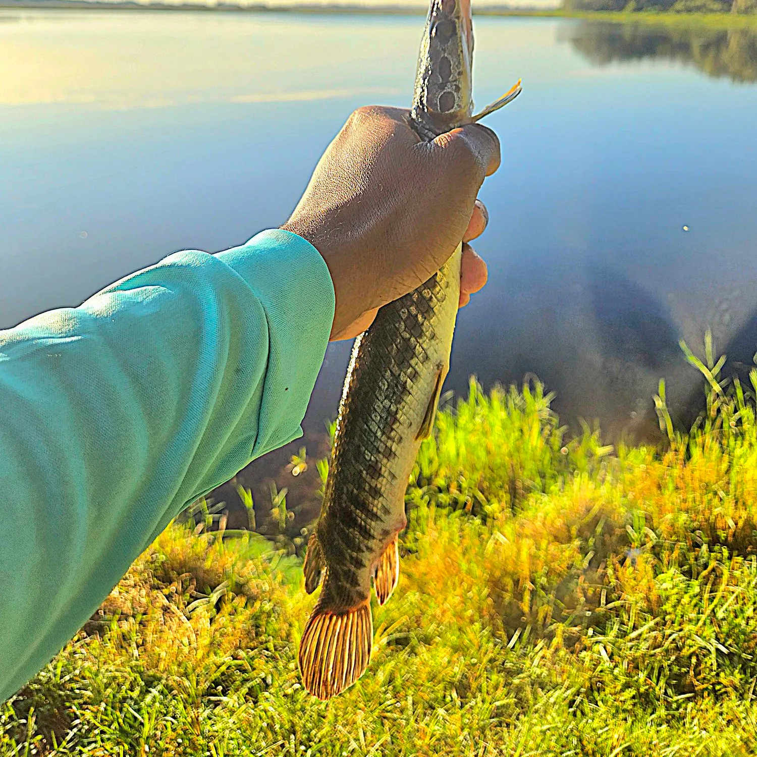 Spotted gar caught on Fishbrain