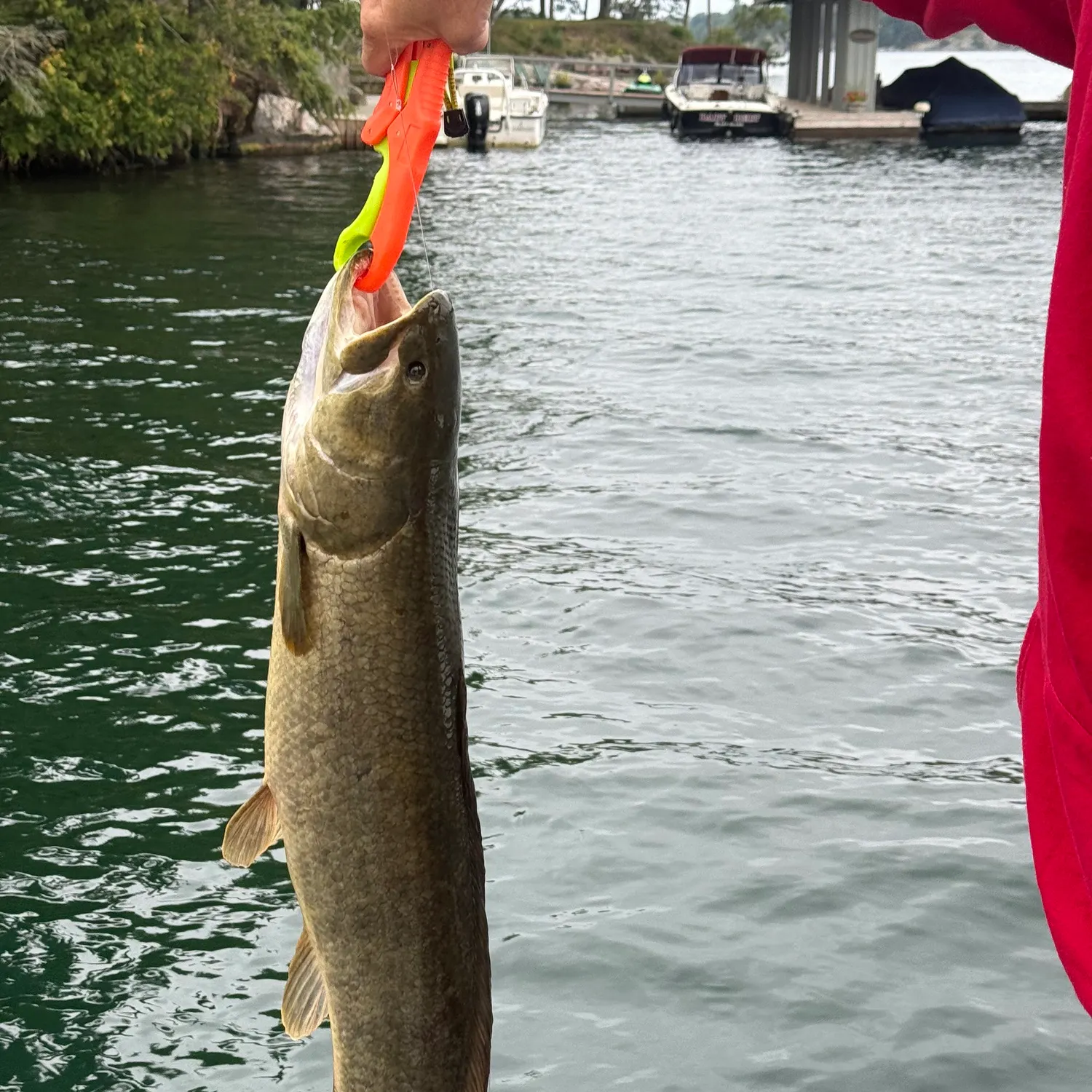 Eyetail bowfin caught on Fishbrain