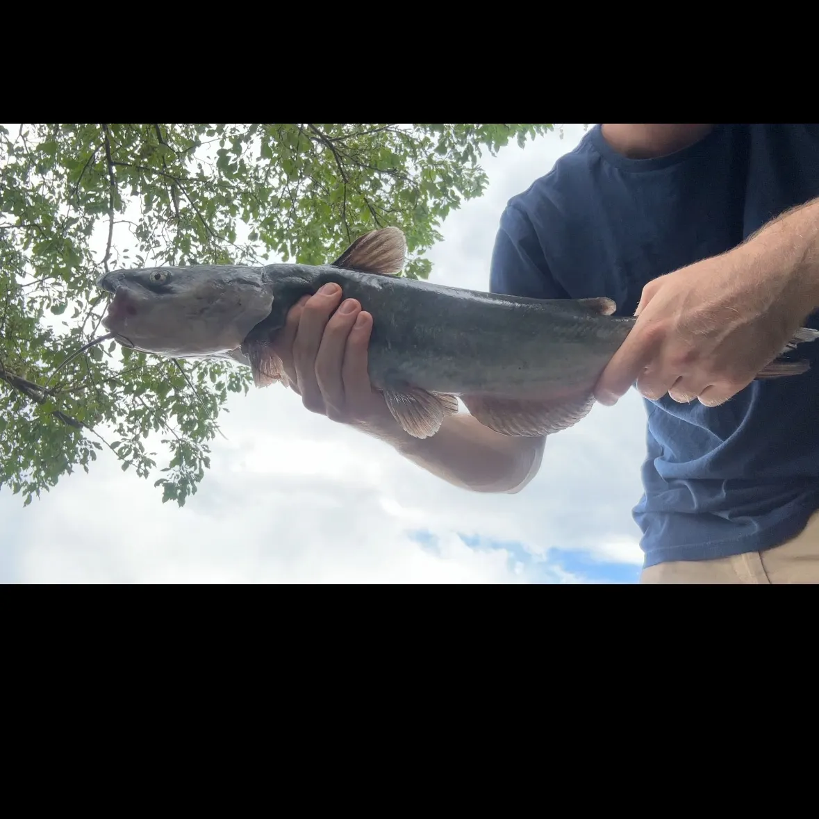 Channel catfish caught on Fishbrain