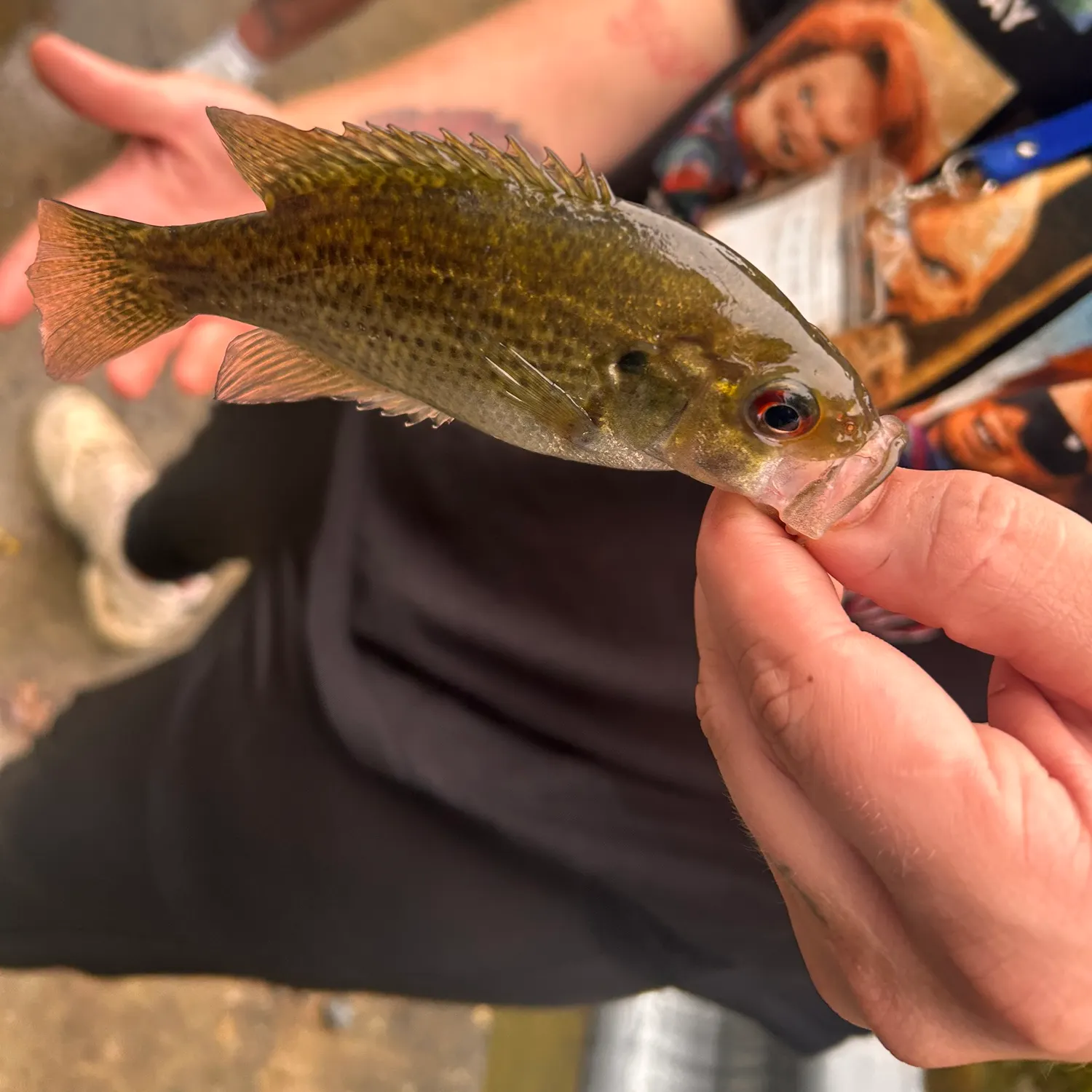 Rock bass caught on Fishbrain