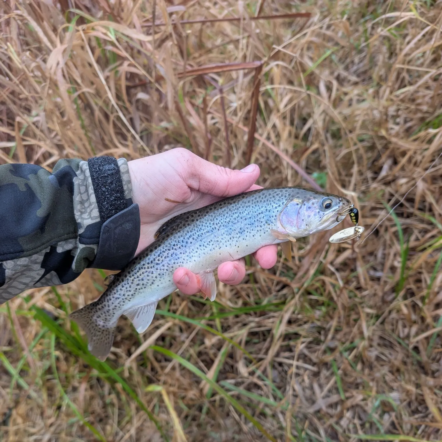 The most recent Coastal cutthroat trout catches on Fishbrain