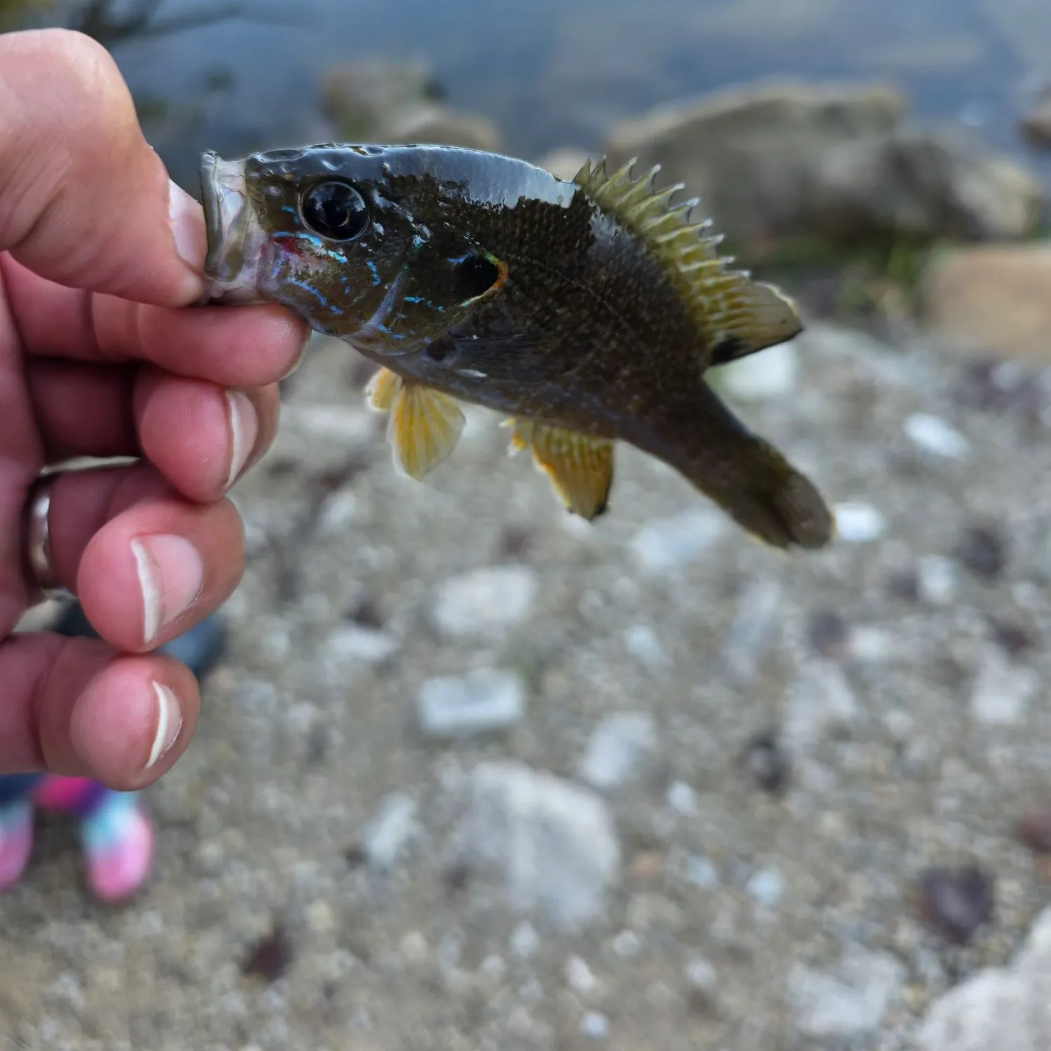 Green sunfish caught on Fishbrain