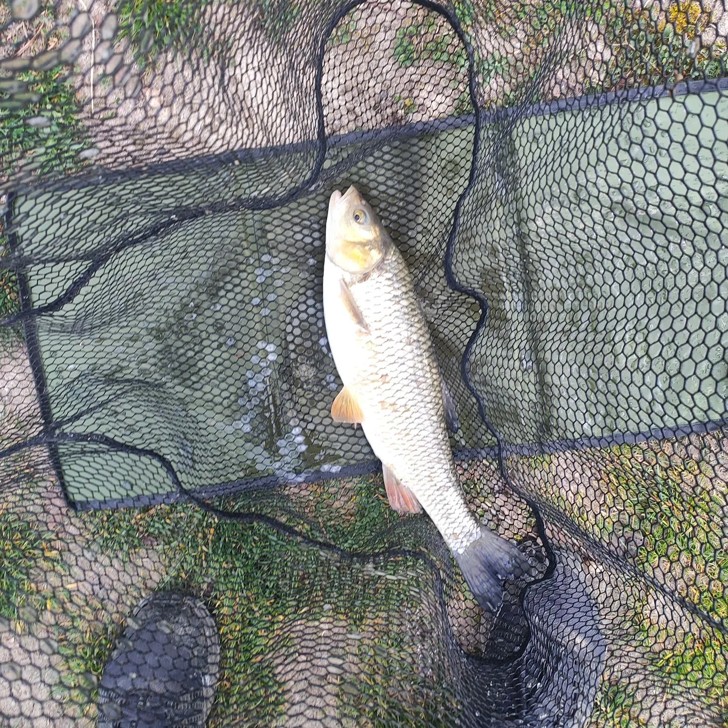 The most recent European chub catches on Fishbrain