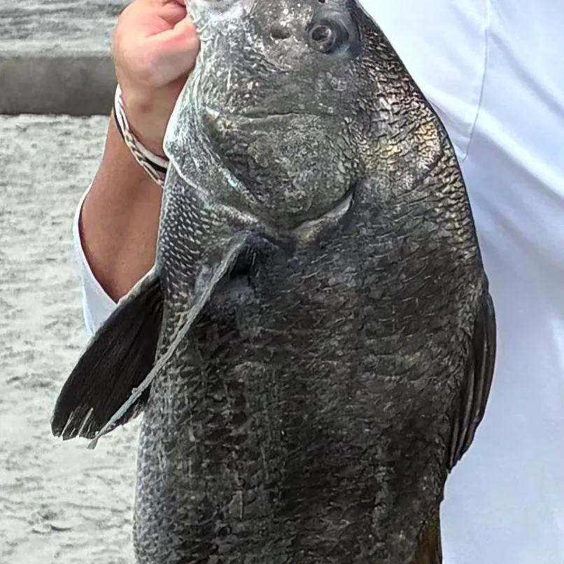 The most recent Black drum catches on Fishbrain