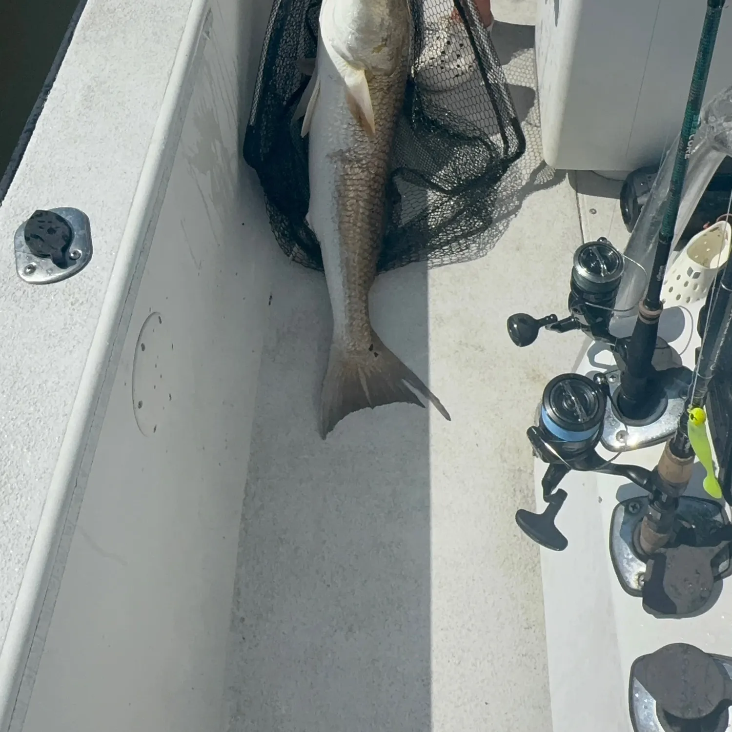 Red drum caught on Fishbrain