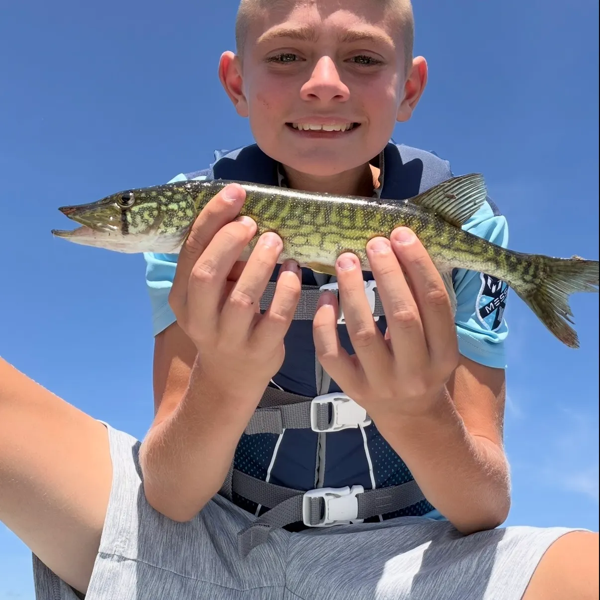 Chain pickerel caught on Fishbrain