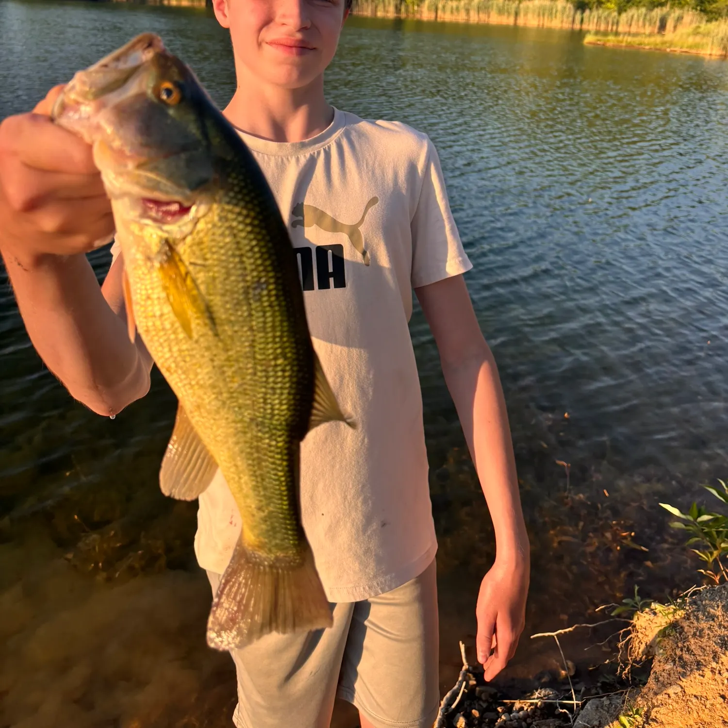 Largemouth bass caught on Fishbrain