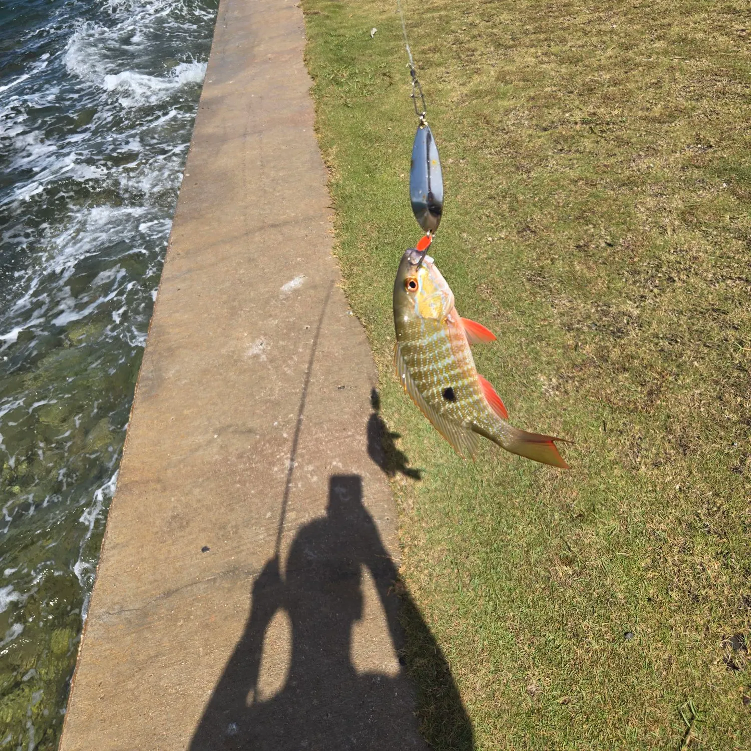 The most recent Mutton snapper catches on Fishbrain