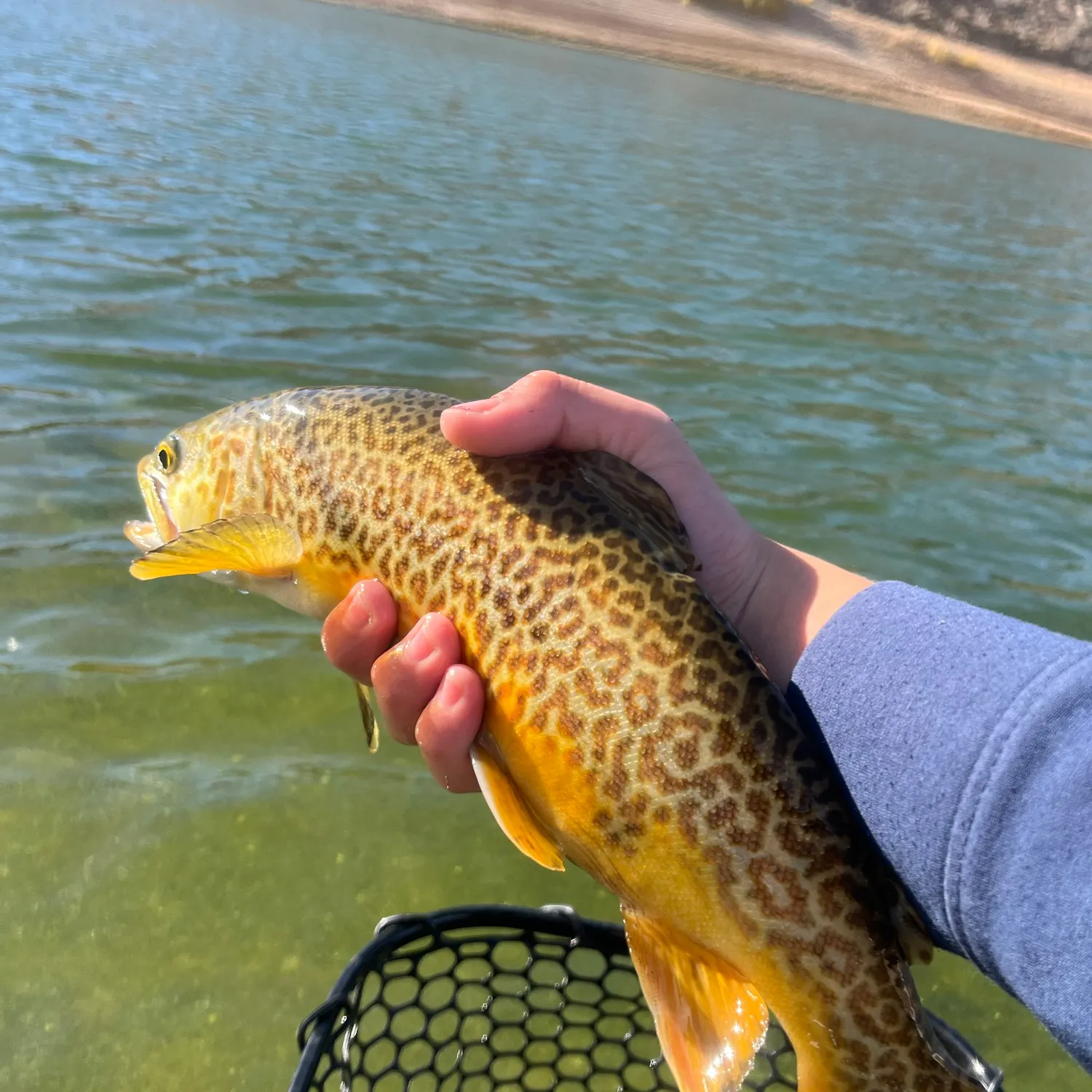 Tiger trout caught on Fishbrain