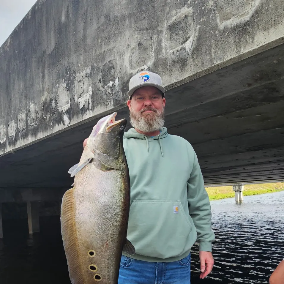 The most recent Clown knifefish catches on Fishbrain