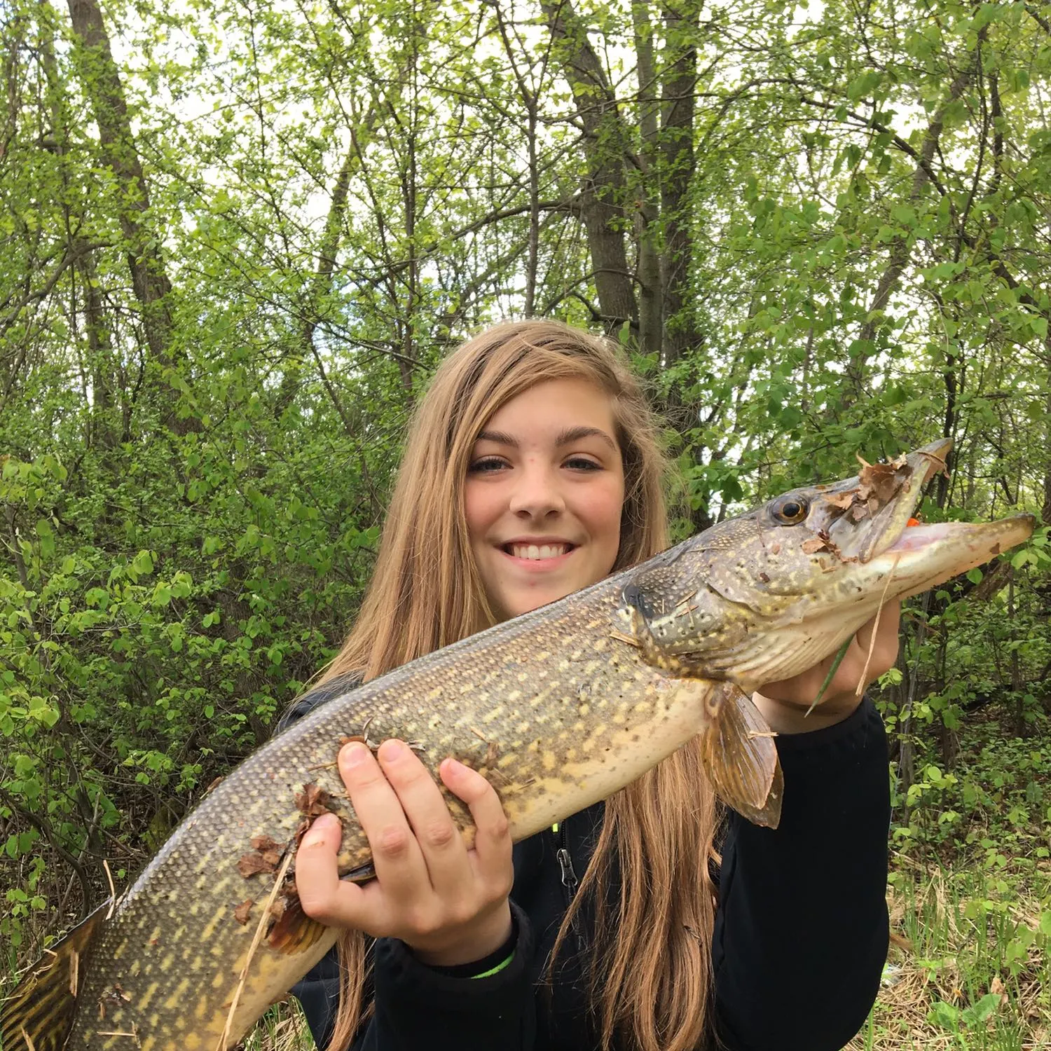 Northern pike caught on Fishbrain