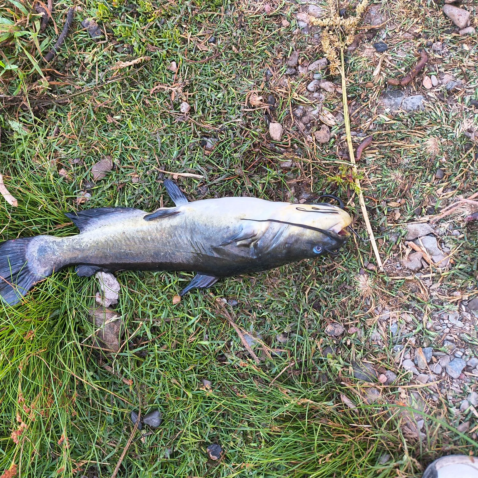 The most recent Channel catfish catches on Fishbrain