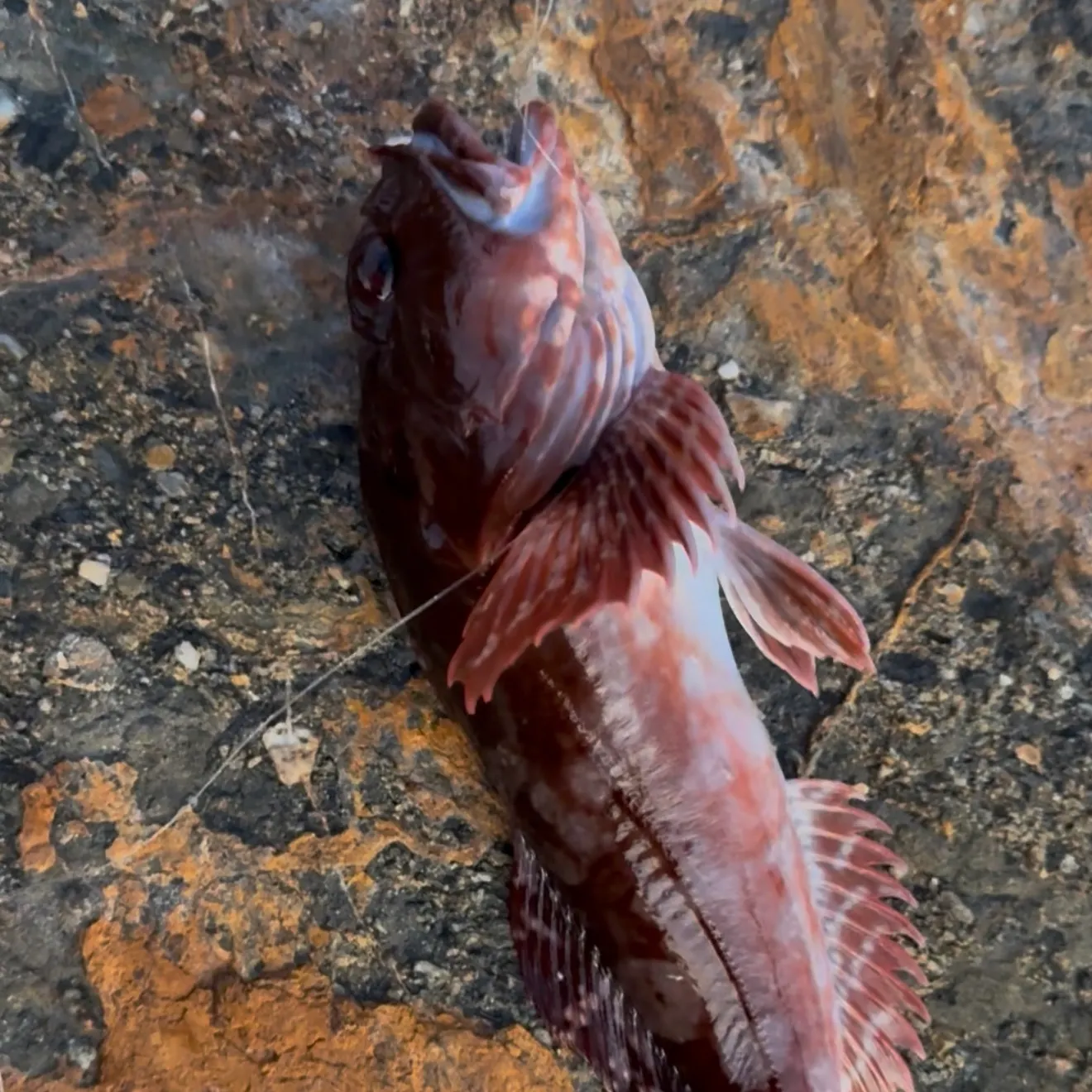 The most recent California scorpionfish catches on Fishbrain