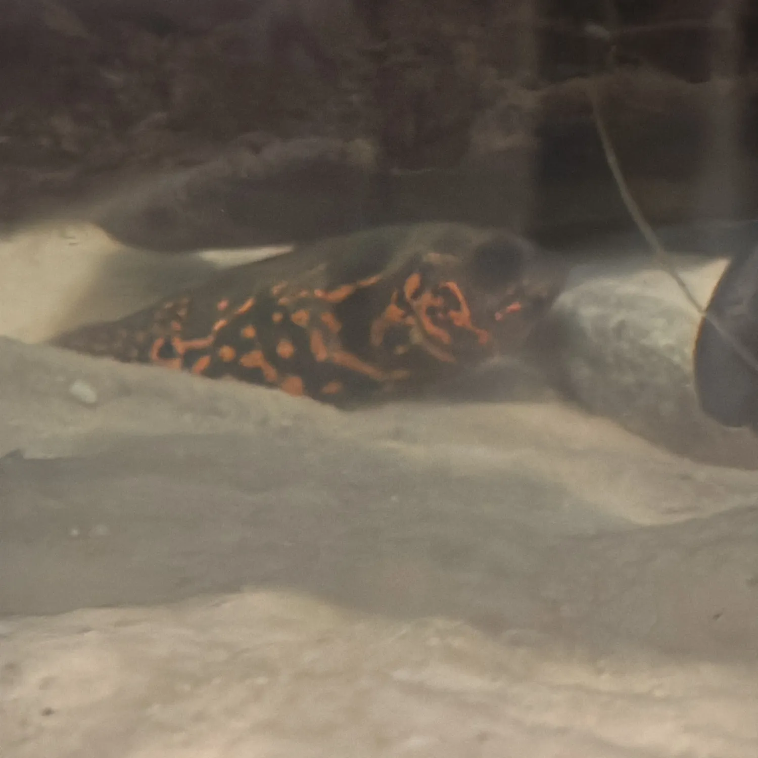 The most recent Oscar catches on Fishbrain