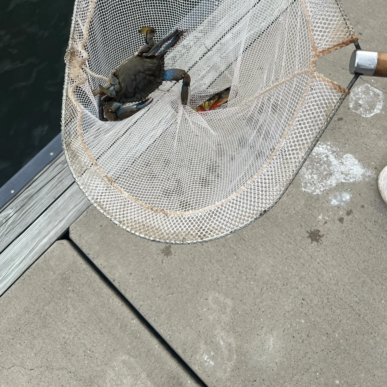 Blue crab caught on Fishbrain
