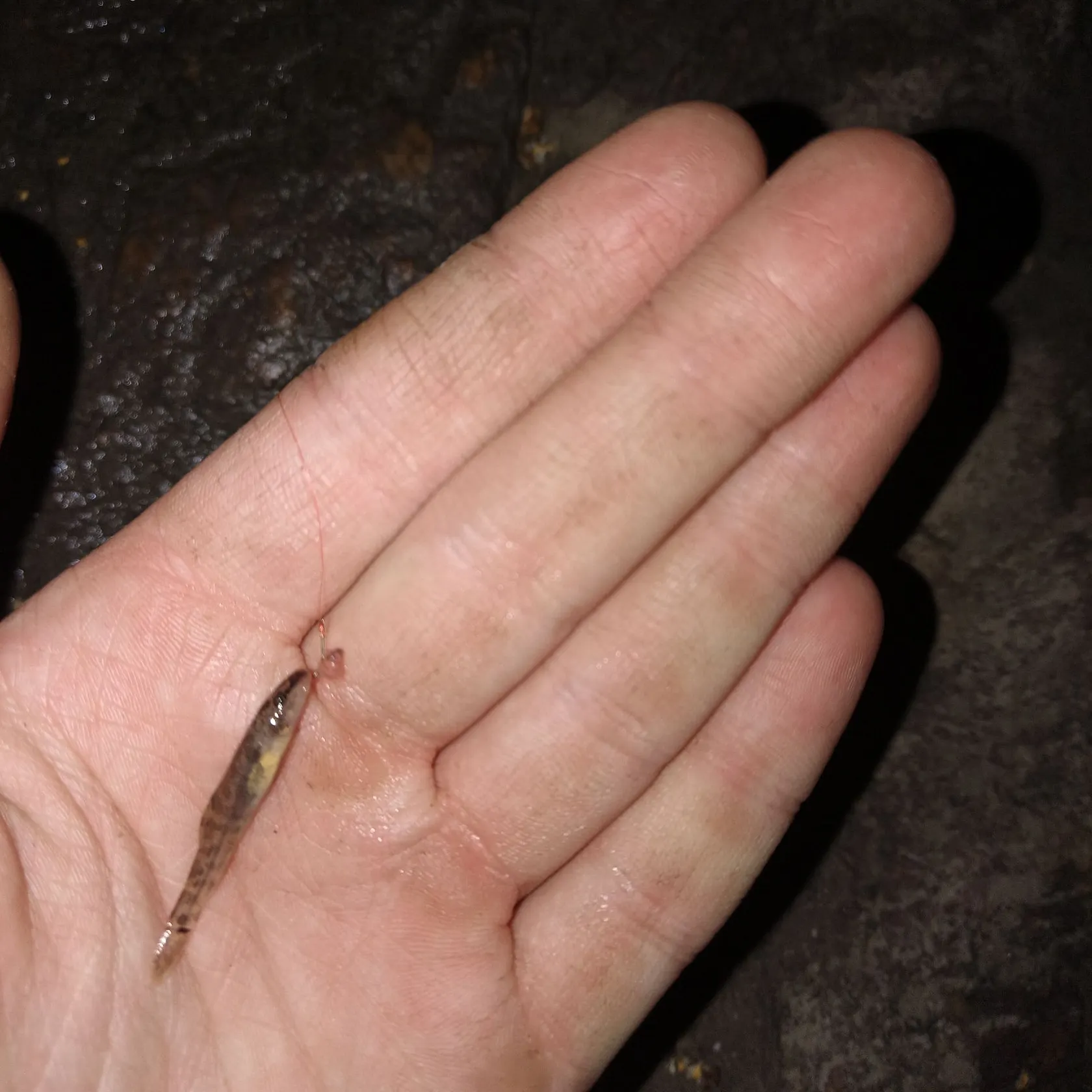 The most recent Stone loach catches on Fishbrain