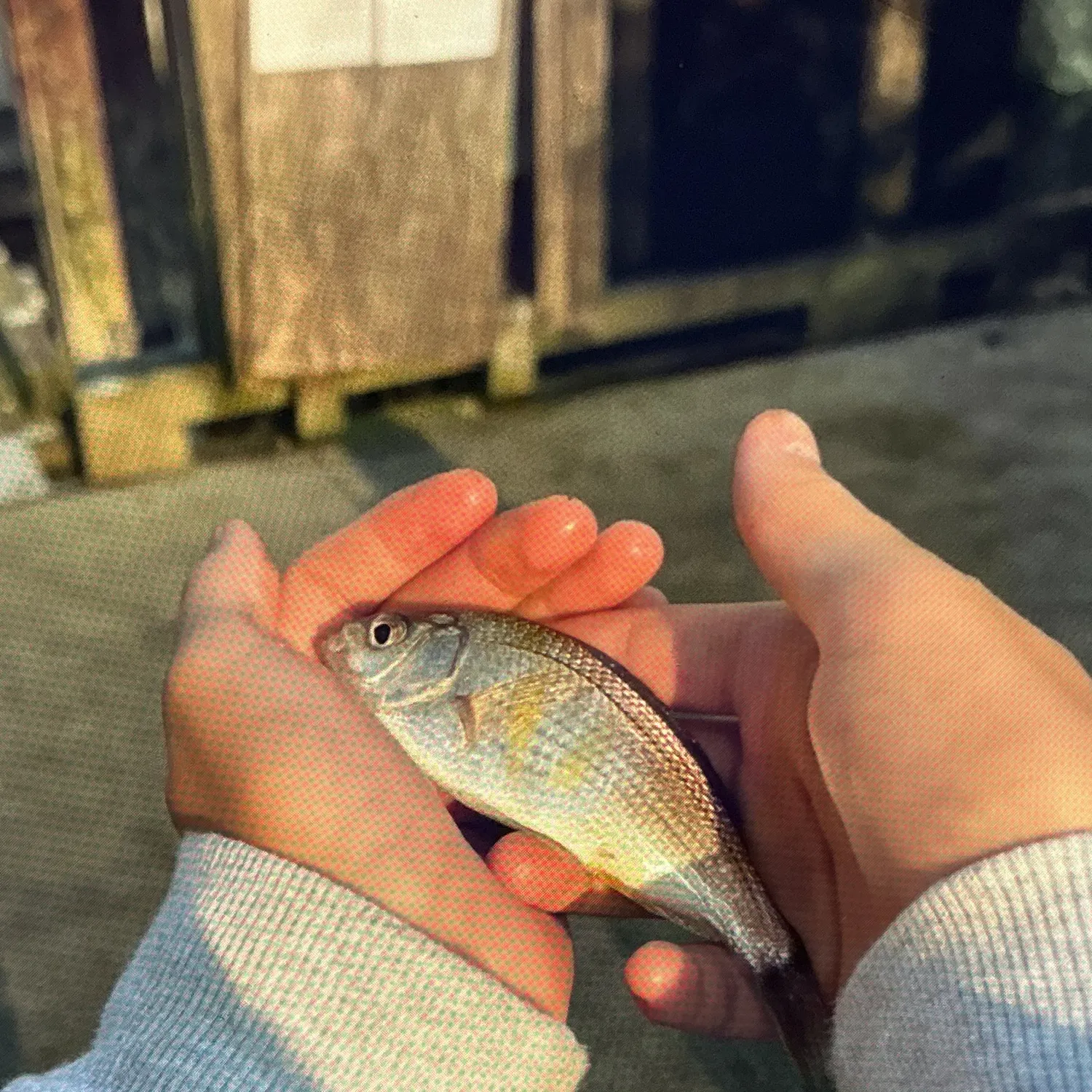 Shiner perch caught on Fishbrain