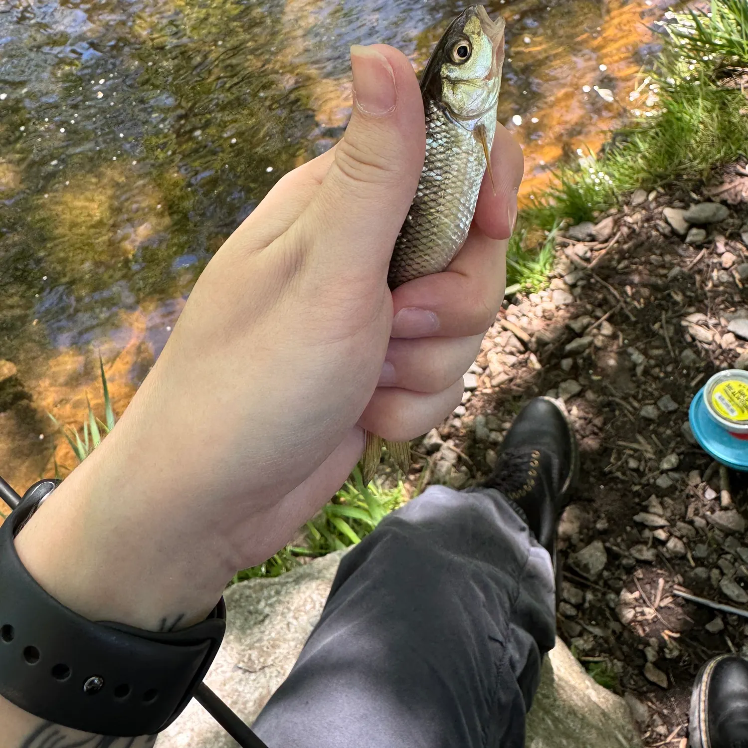 The most recent Fallfish catches on Fishbrain