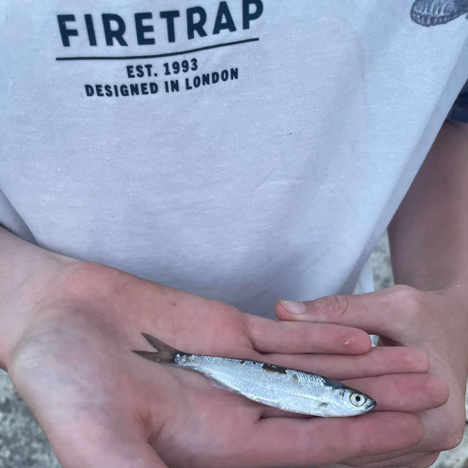 The most recent Eastern silvery minnow catches on Fishbrain