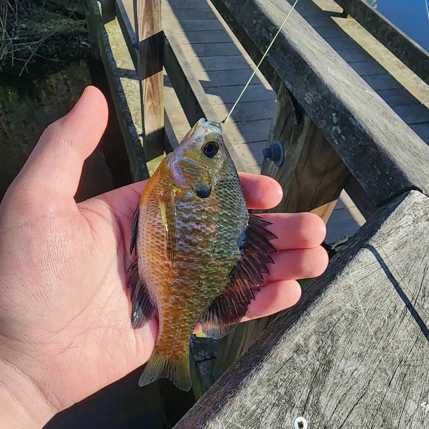 catch