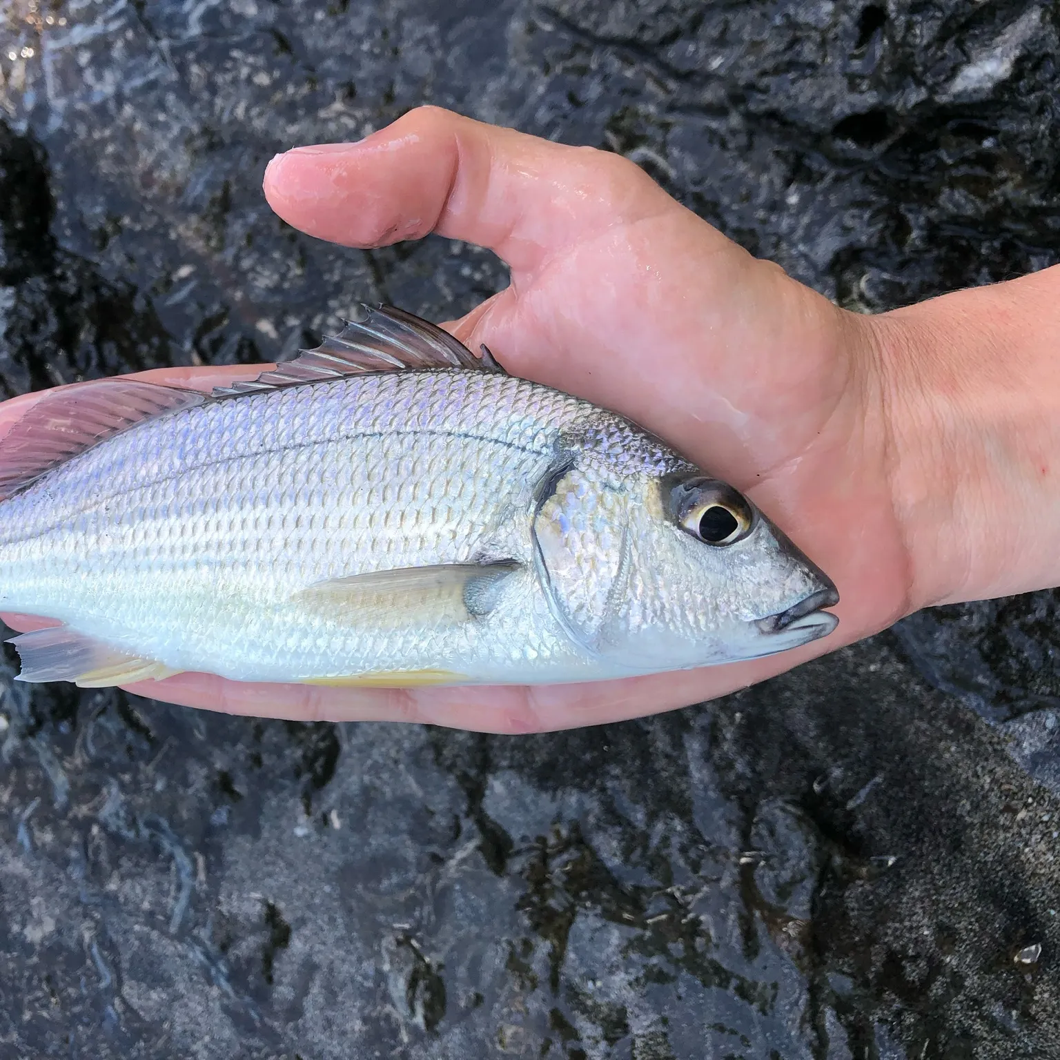 The most recent Elongate grunt catches on Fishbrain