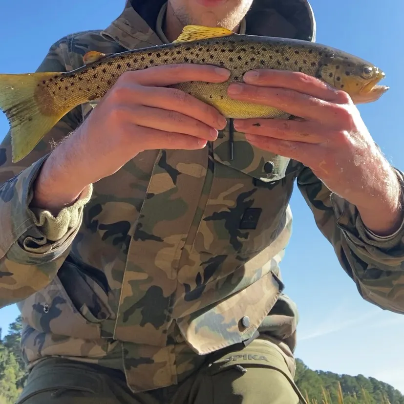 The most recent Brown trout catches on Fishbrain