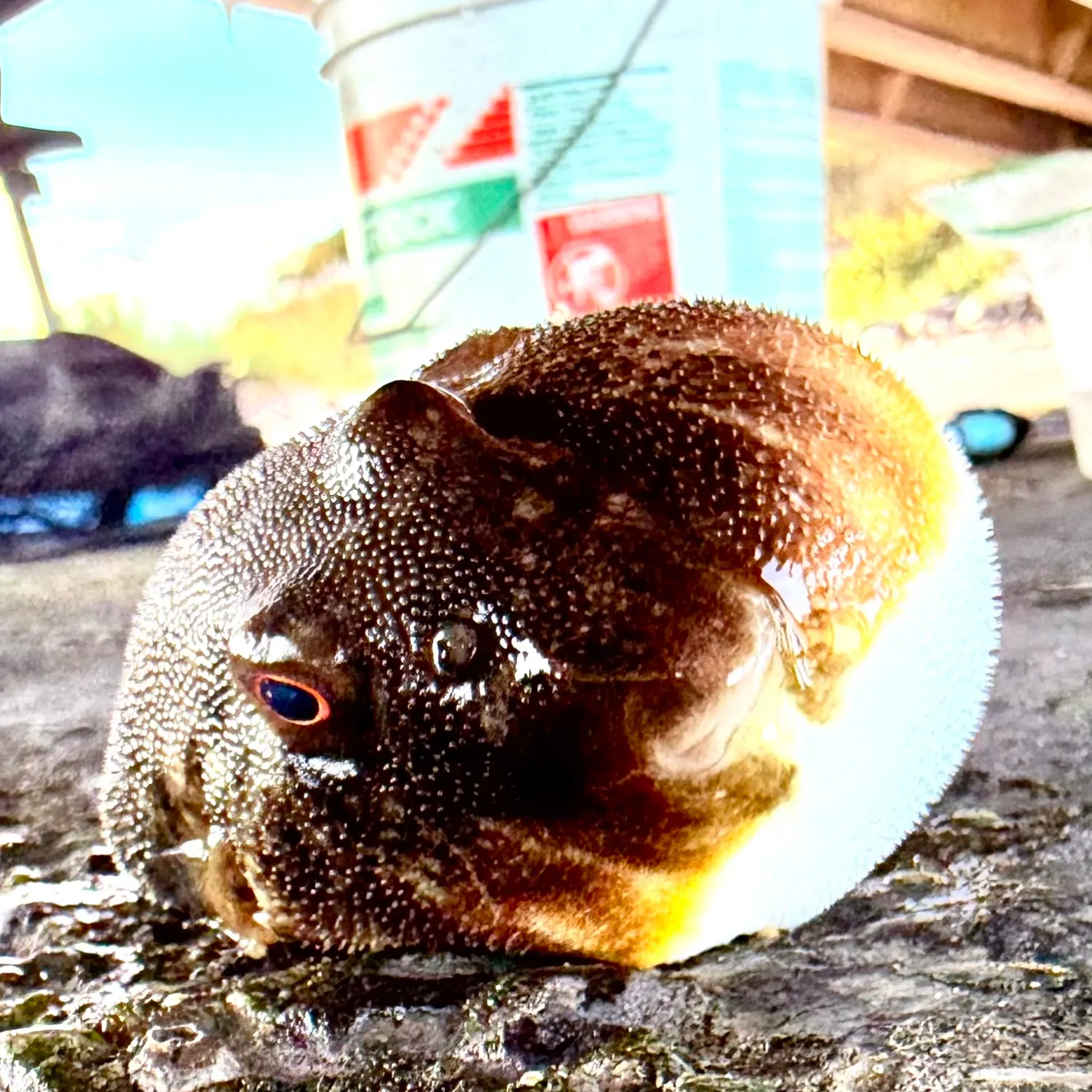 The most recent Northern puffer catches on Fishbrain