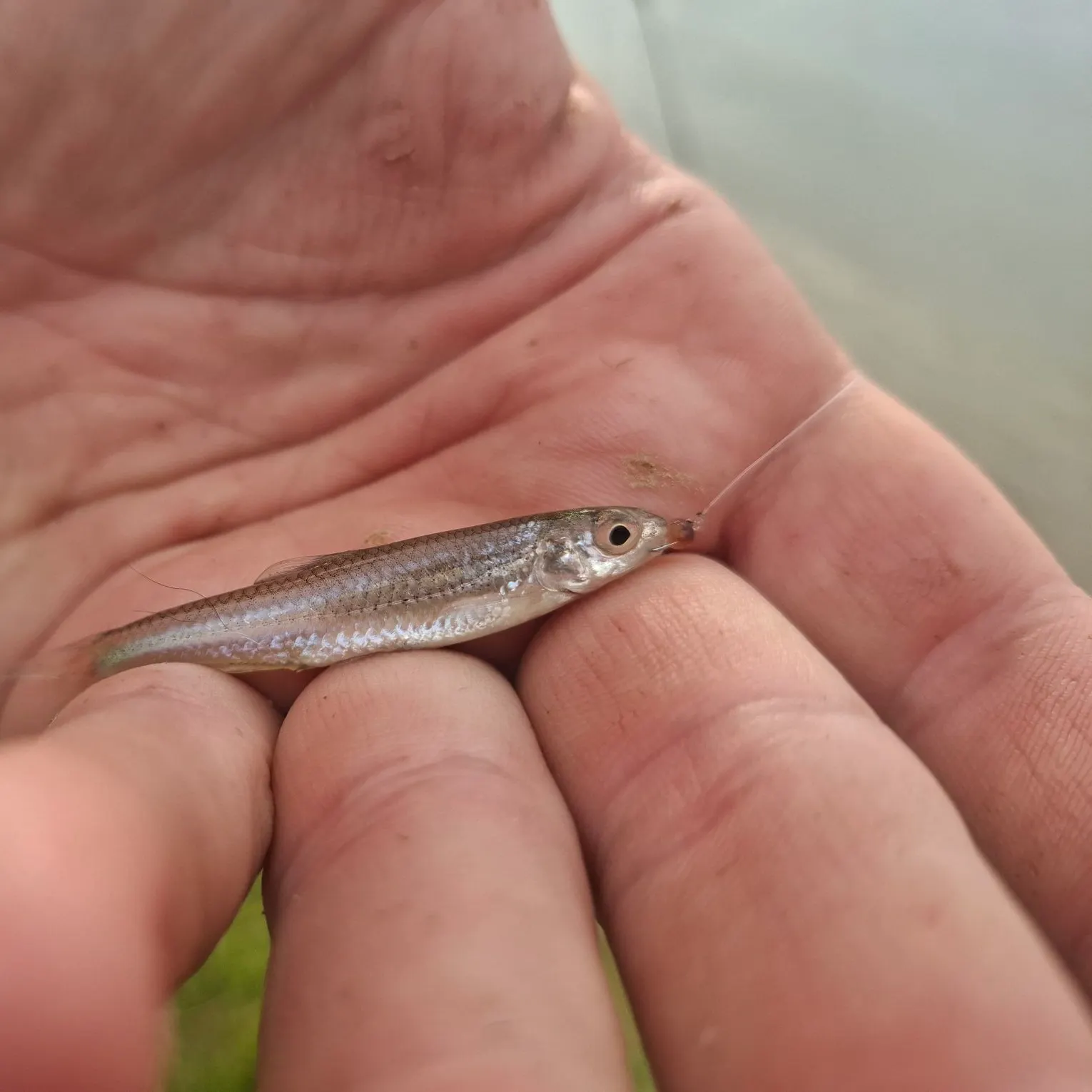 The most recent Sand shiner catches on Fishbrain