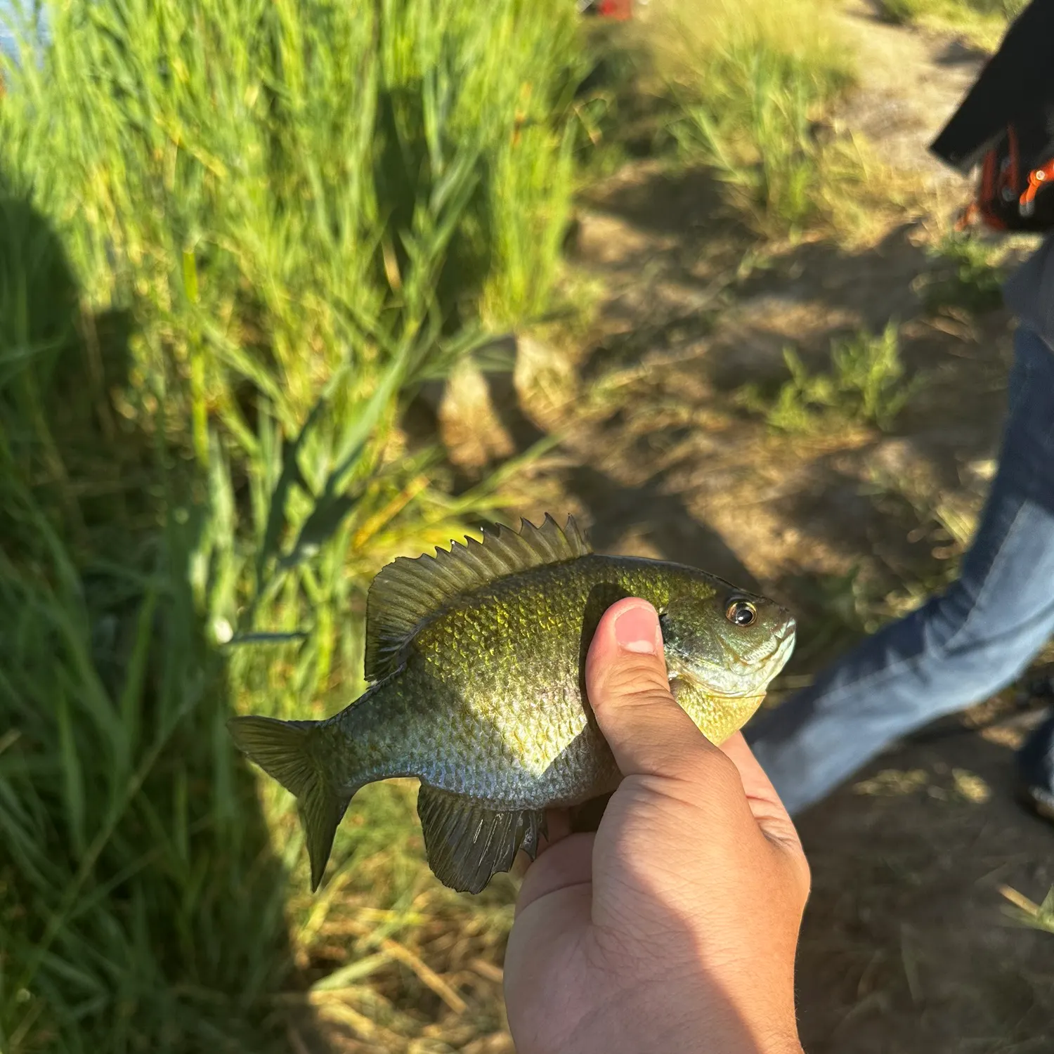 catch