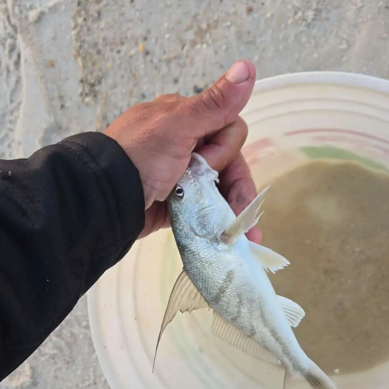 The most recent Northern kingcroaker catches on Fishbrain