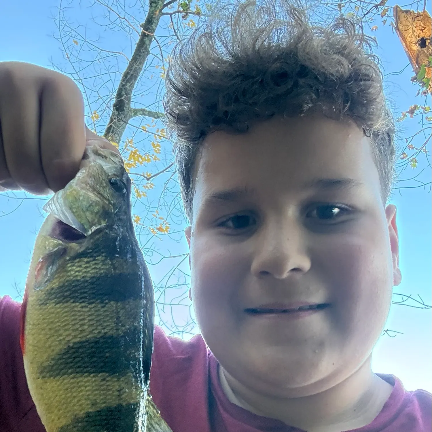 Yellow perch caught on Fishbrain