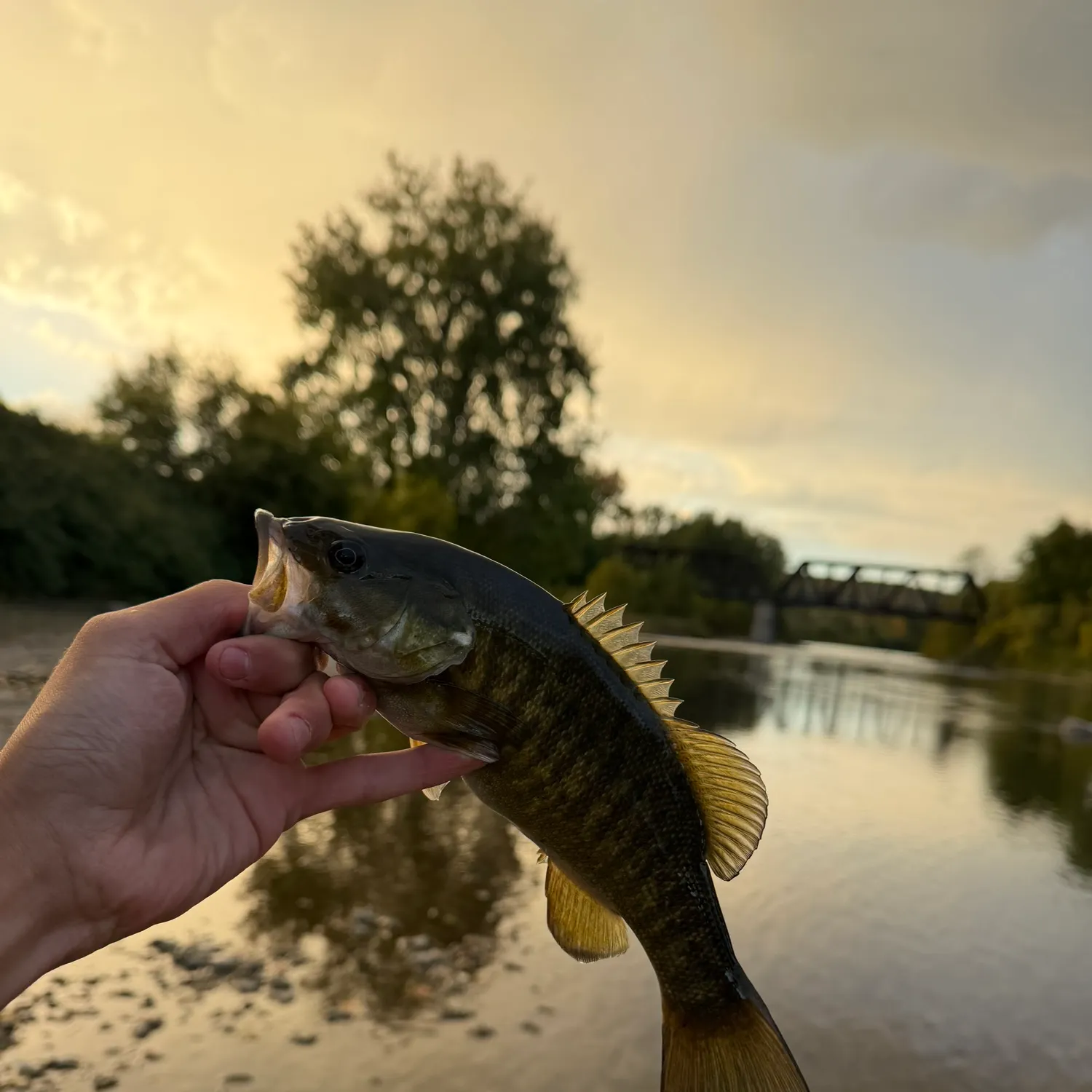Smallmouth bass caught on Fishbrain