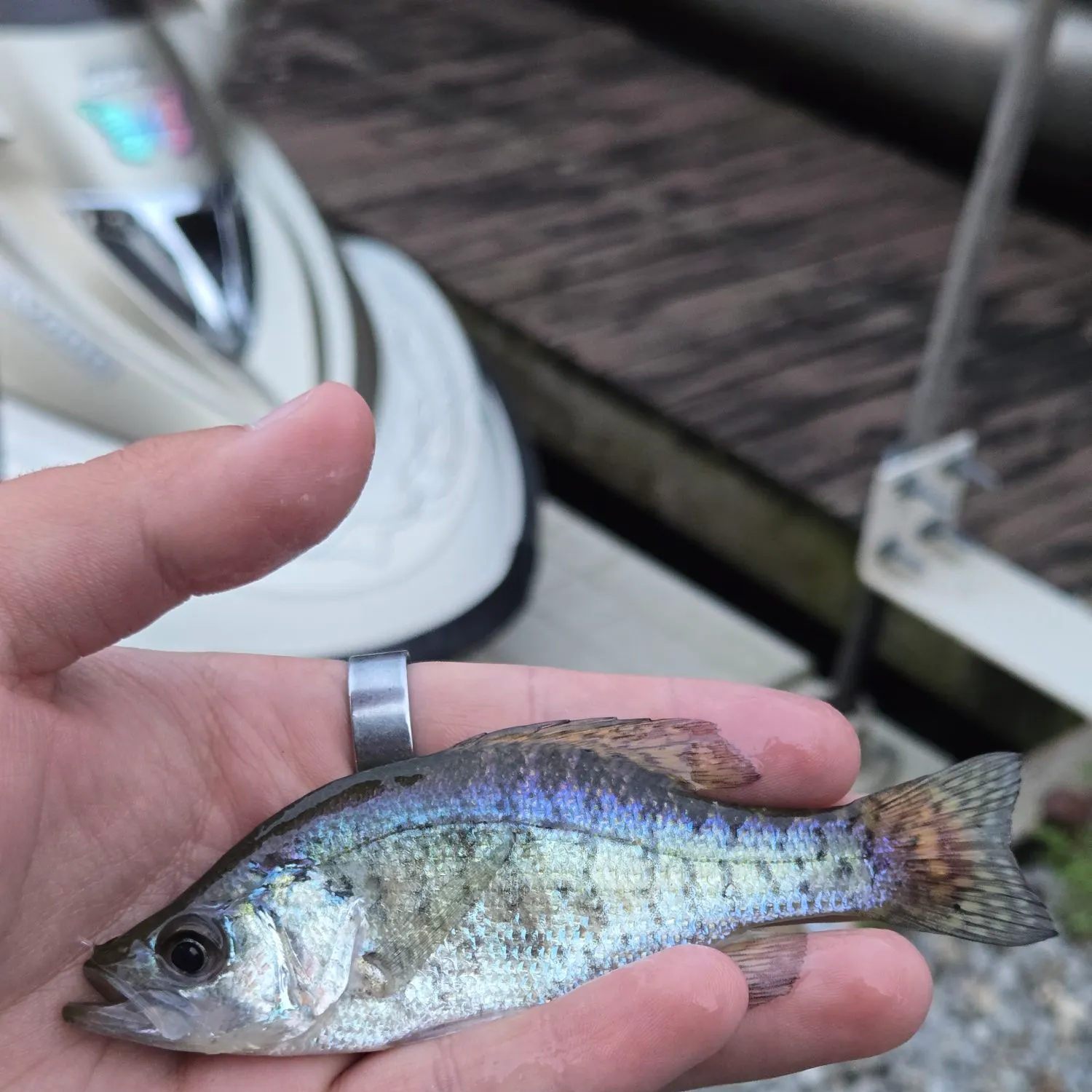 White crappie caught on Fishbrain