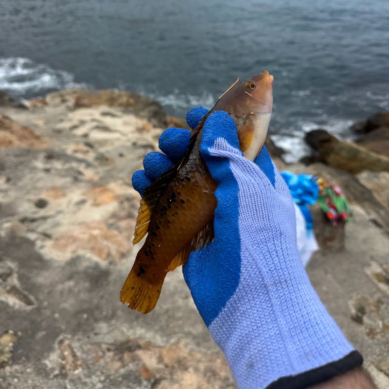 Rock wrasse caught on Fishbrain