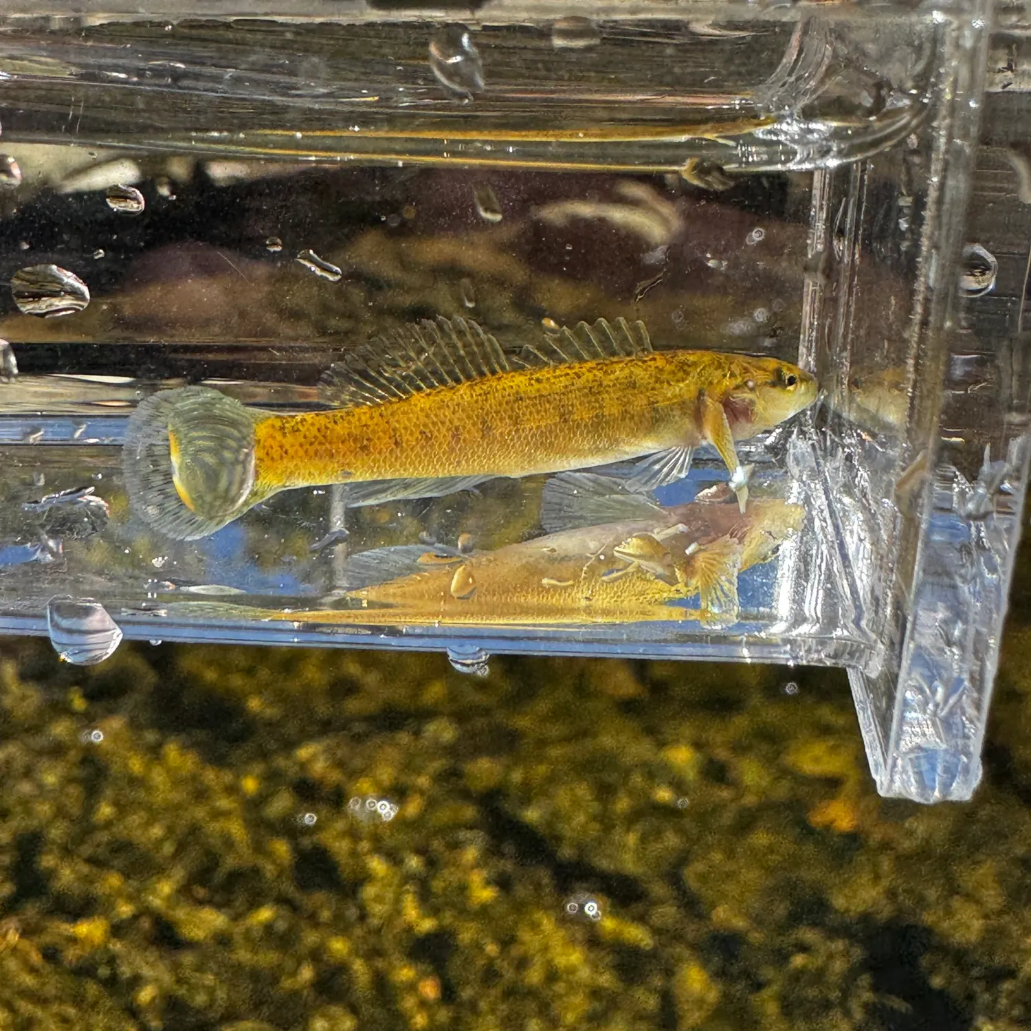 The most recent Fantail darter catches on Fishbrain