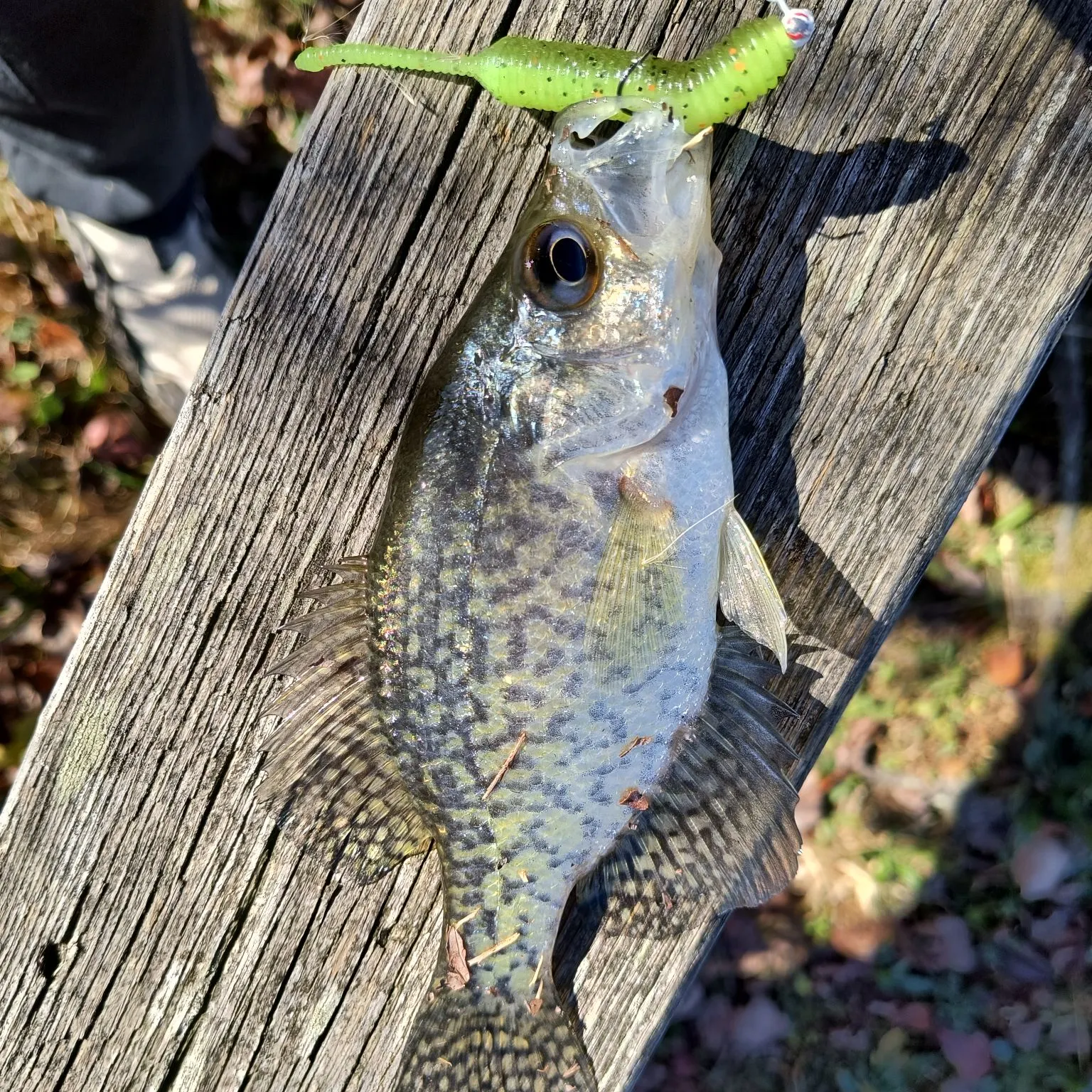 Black crappie caught on Fishbrain