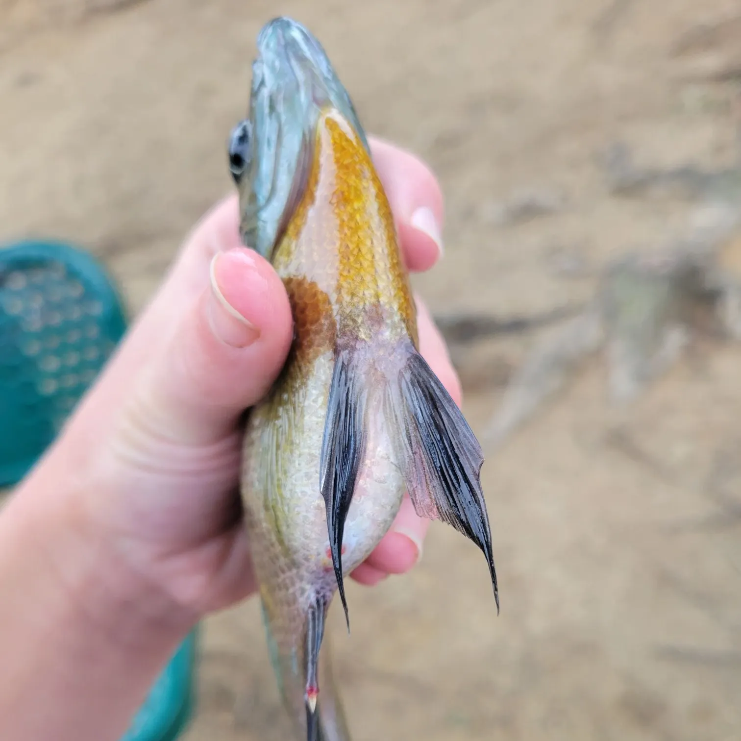 Bluegill caught on Fishbrain