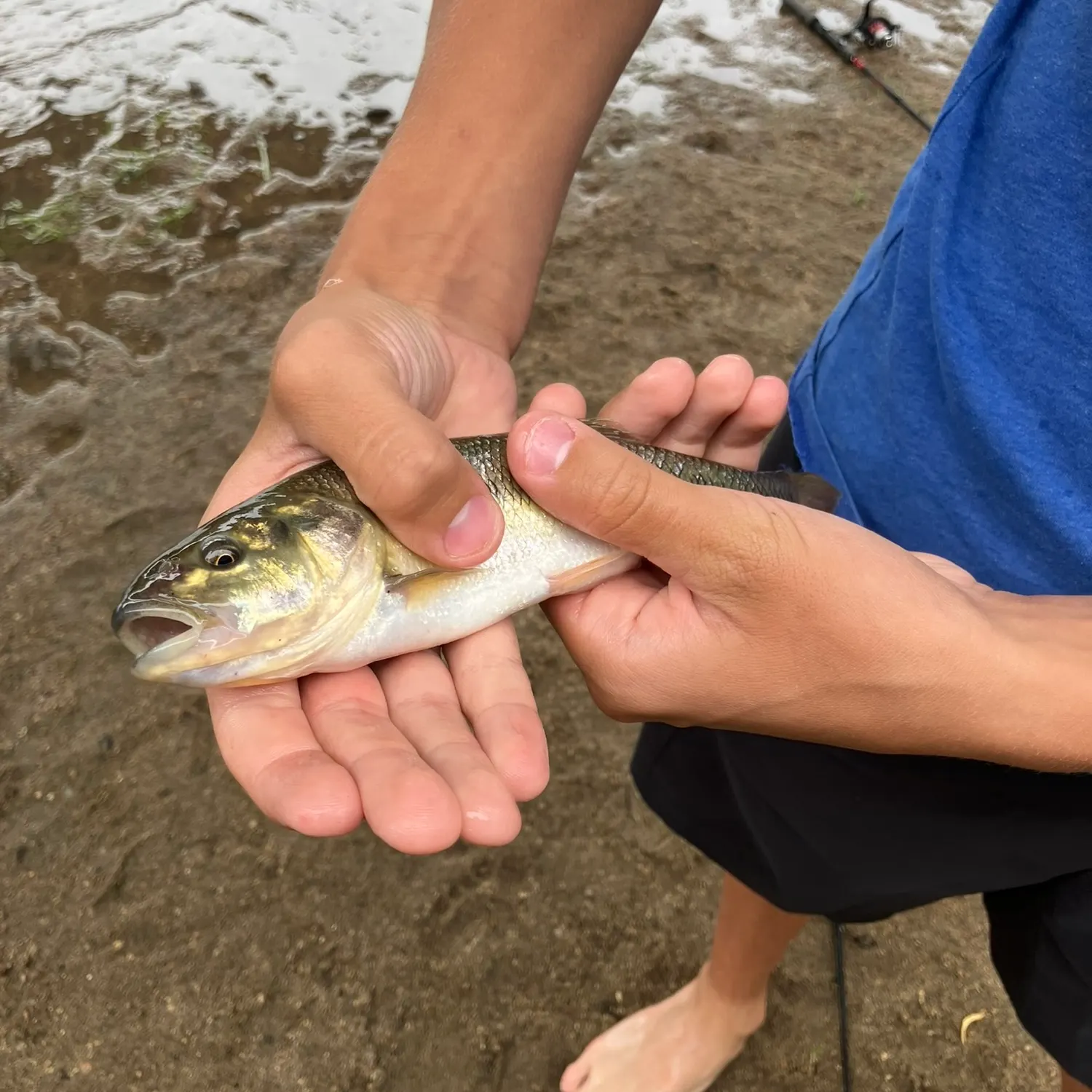 Fish caught on Fishbrain