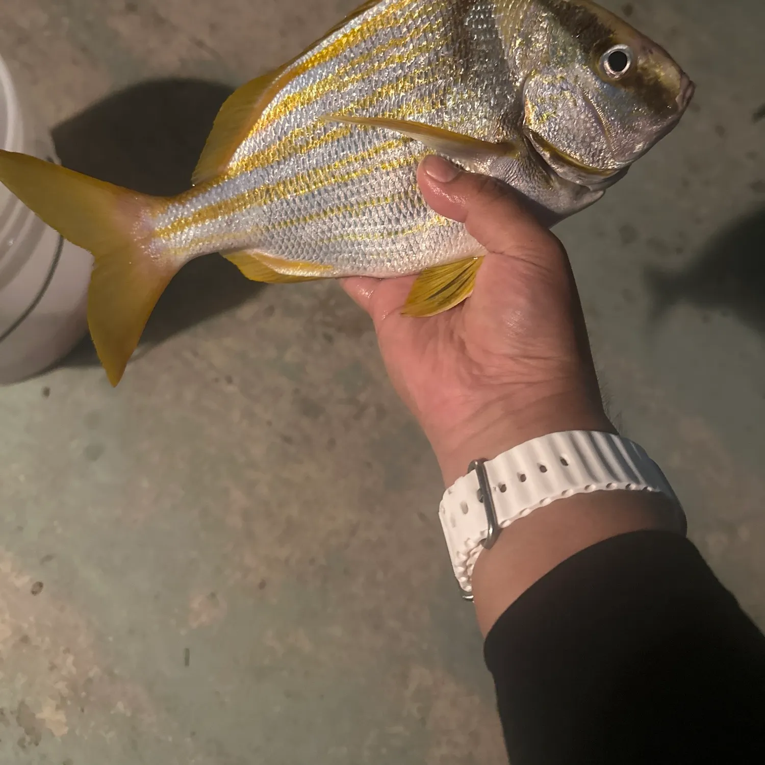The most recent Atlantic porkfish catches on Fishbrain