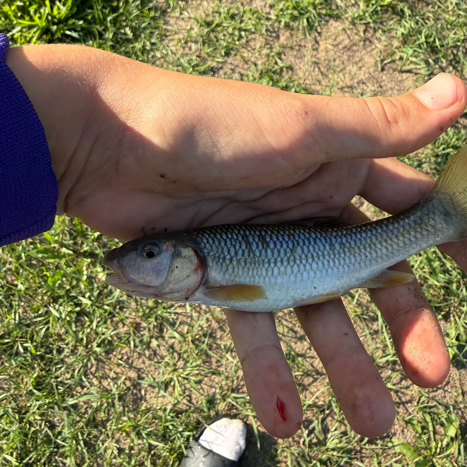 Creek chub caught on Fishbrain