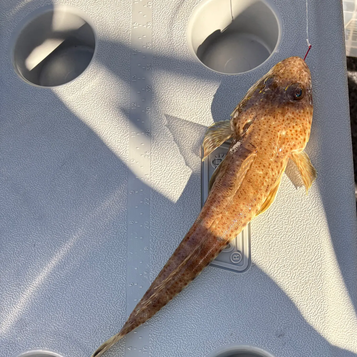 The most recent Sand flathead catches on Fishbrain