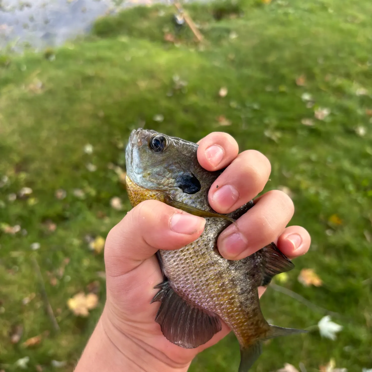 Bluegill caught on Fishbrain