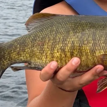 Smallmouth bass caught on Fishbrain
