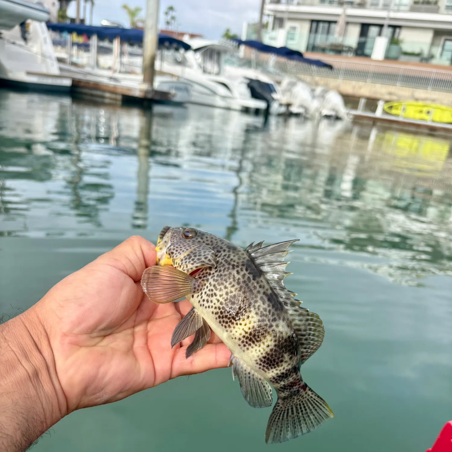 Spotted sand bass caught on Fishbrain