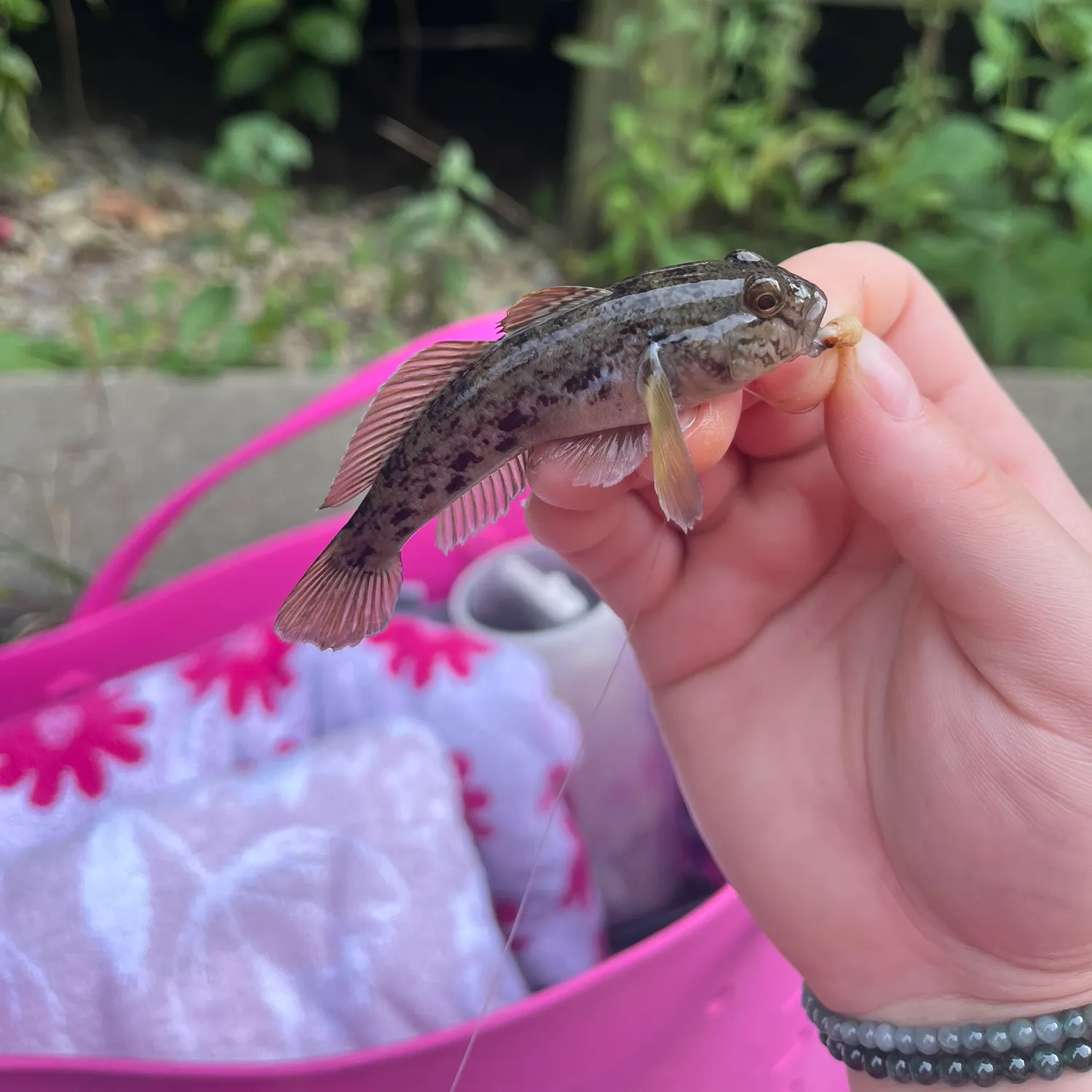 Round goby caught on Fishbrain