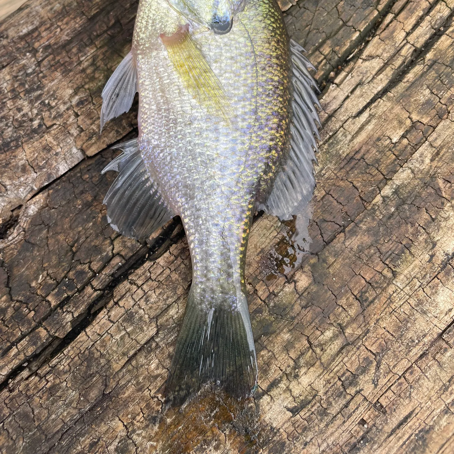 Bluegill caught on Fishbrain