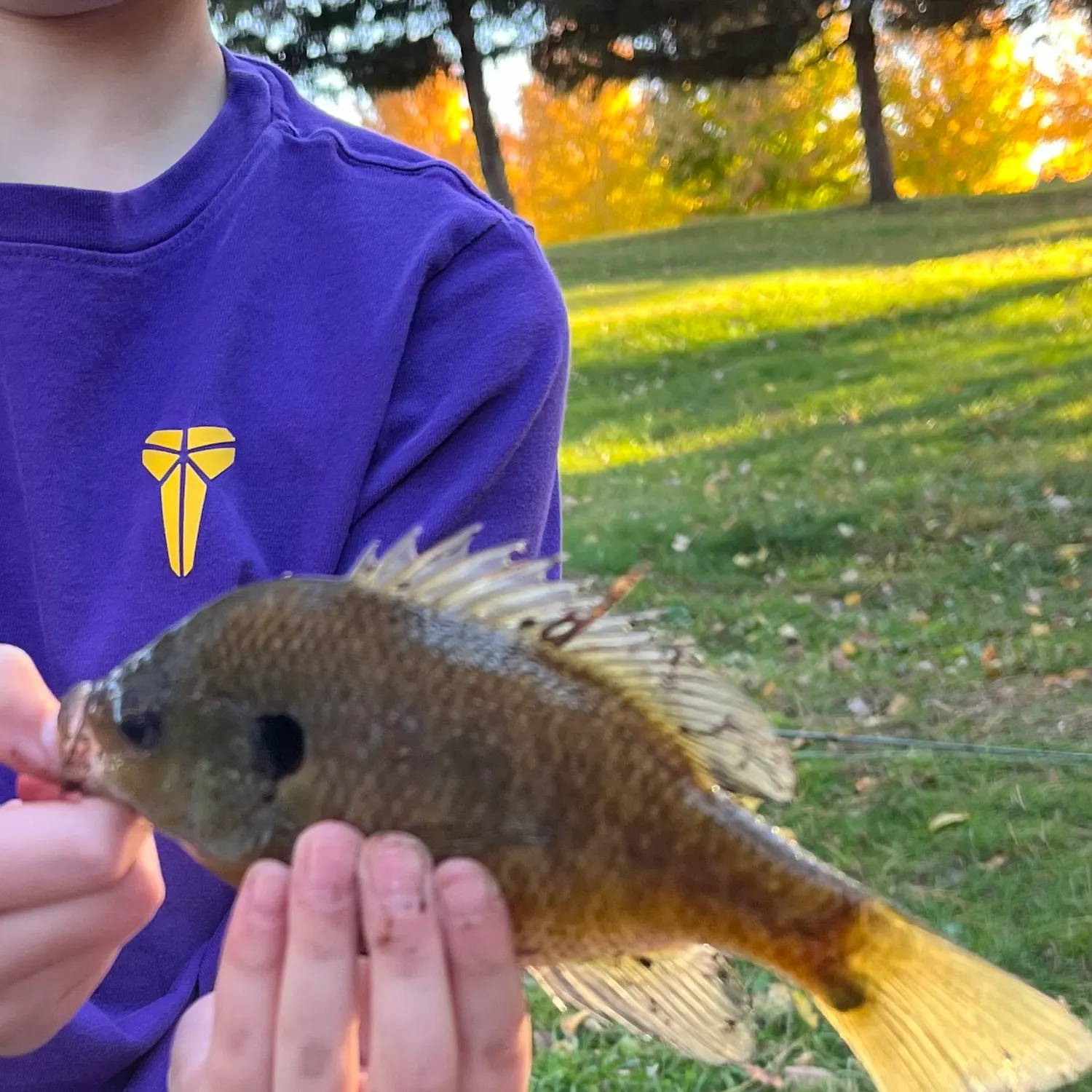 Redbreast sunfish caught on Fishbrain